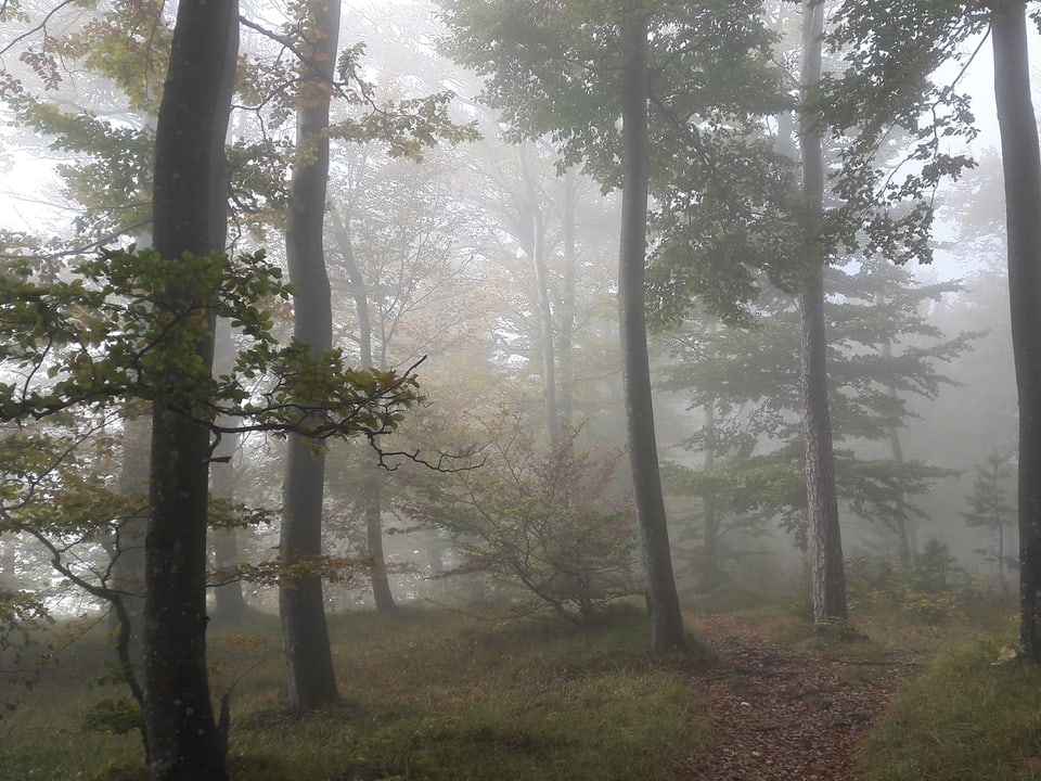 Nebel im Wald.