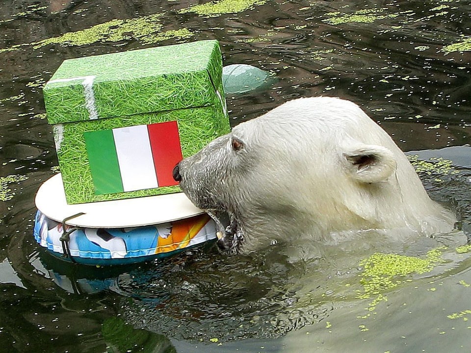 Eisbär vor Italien-Paket.