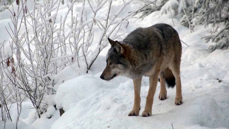 Ein Wolf in einer verschneiten Landschaft.