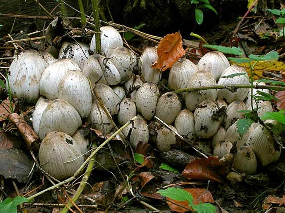Pilze