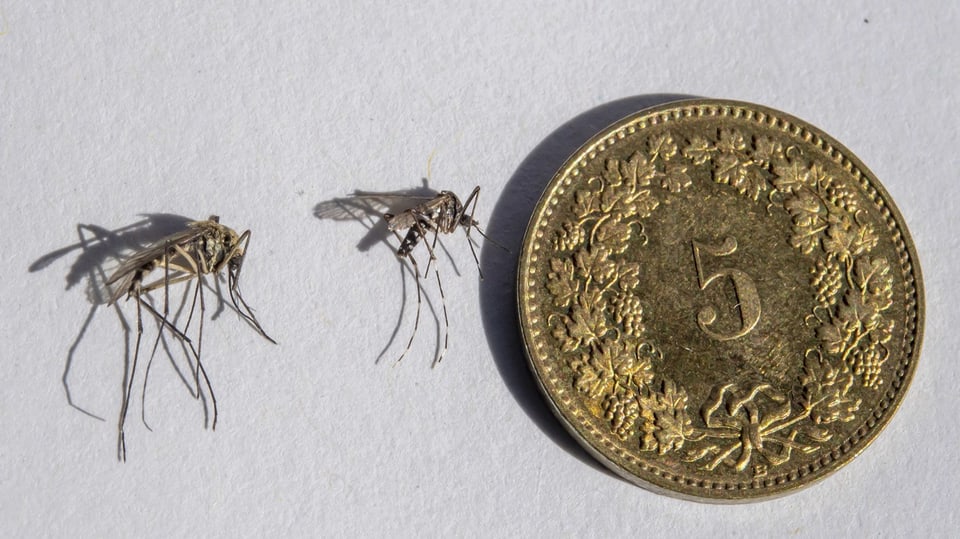 Zwei Mücken neben einer Münze.