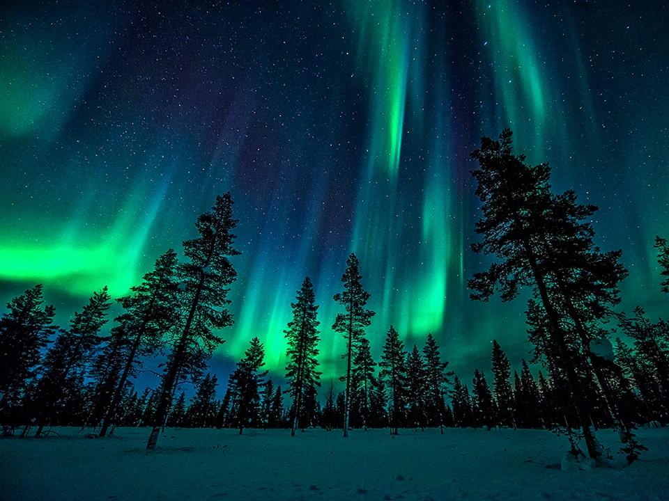 Nachtbild eines kargen Nadelwaldes mit weit auseinander stehenden Bäumen. Am Himmel grün leuchtende Säulen von Polarlicht. 