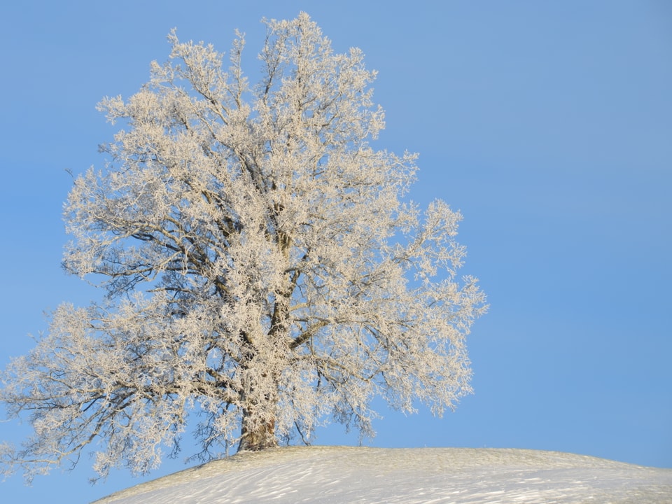 Grosser, frisch veschneiter Baum auf einem Hügel. Dazu blauer Himmel. 