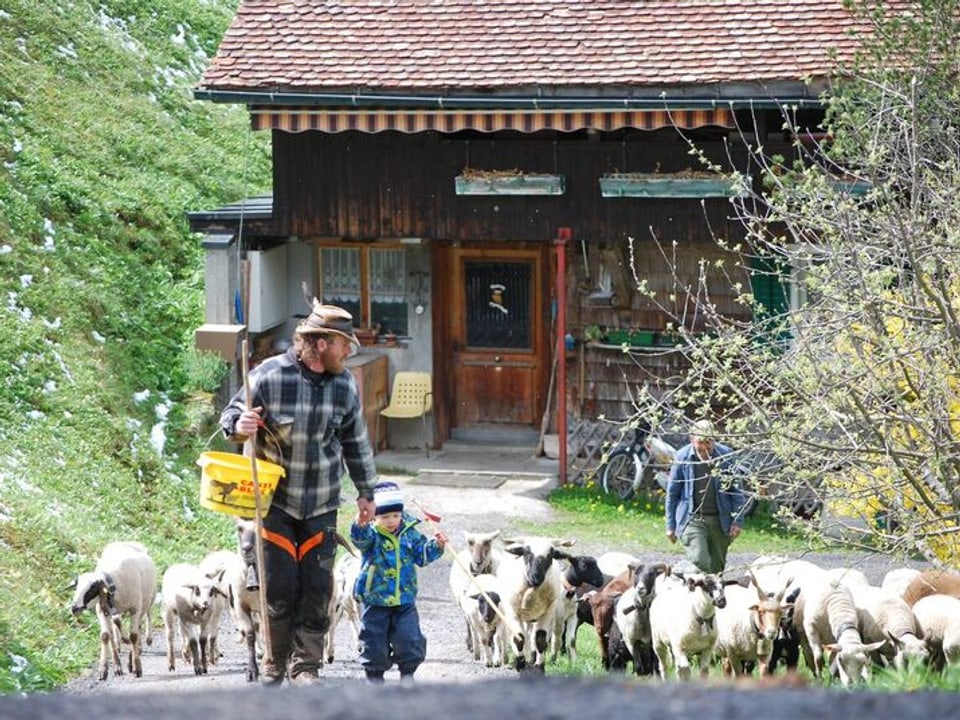 Mann mit Kind an der Hand begleitet eine Schafherde. 