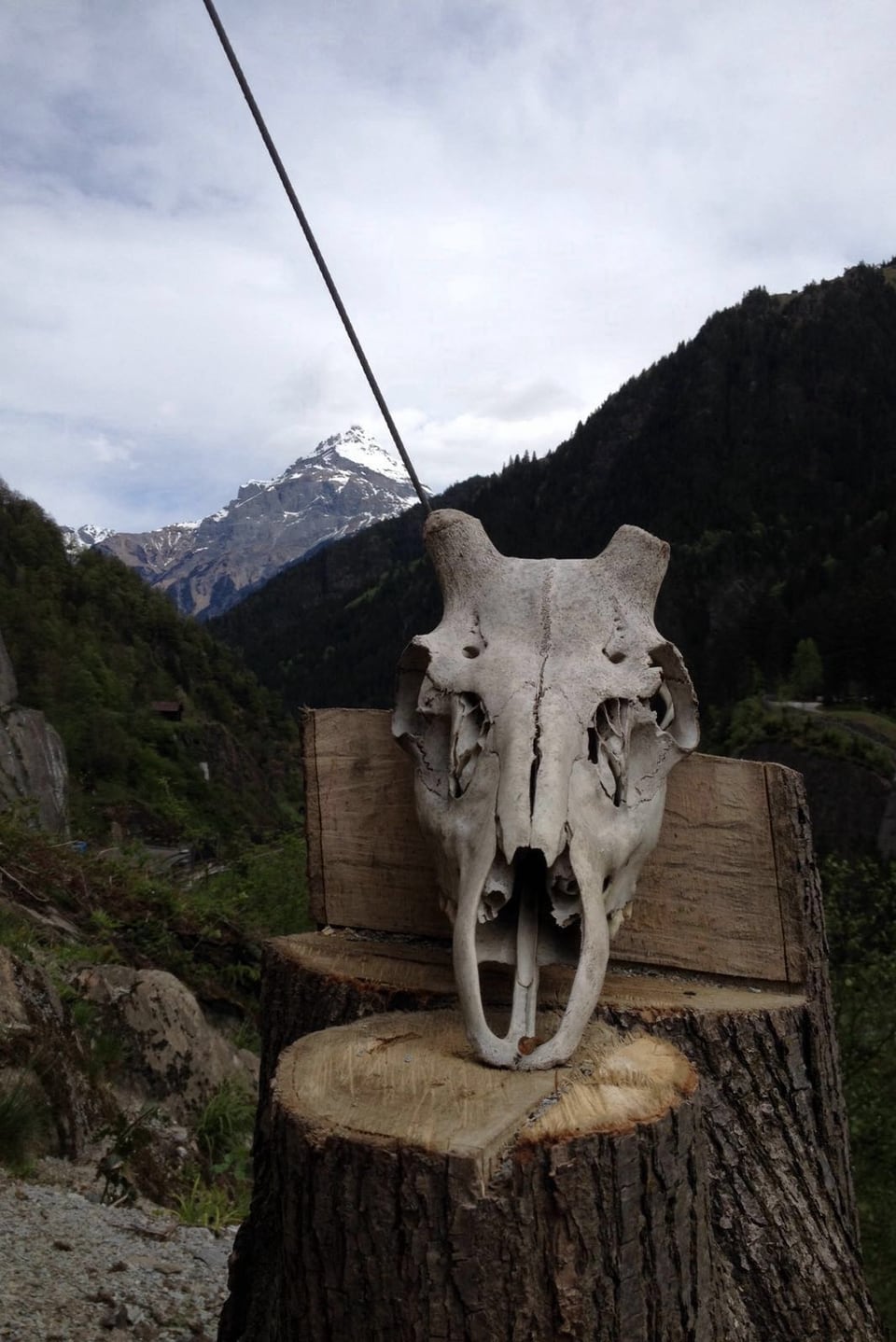 Auf einem Holzstrunk ist der Schädel eines Hirsches zu sehen, dahinter Felsen und Berge.