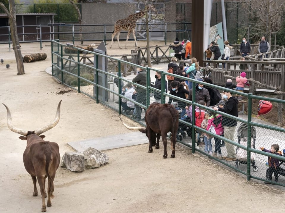 Besucher an einem Gehege mit Watussi-Rindern.