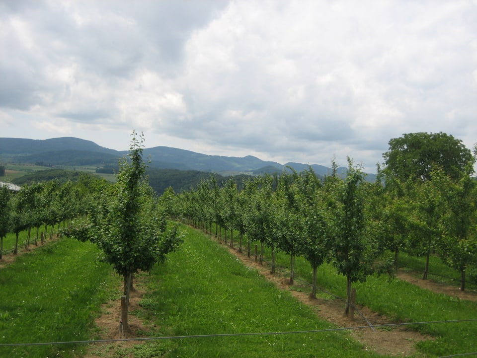 Obstbaumplantage mit Jurahügeln im Hintergrund