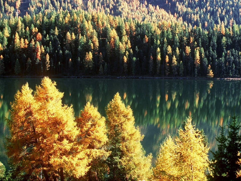 Herbstlich 'leuchtet' der Lerchenwald am Silsersee im Engadin, aufgenommen bei Plaun da Lej.