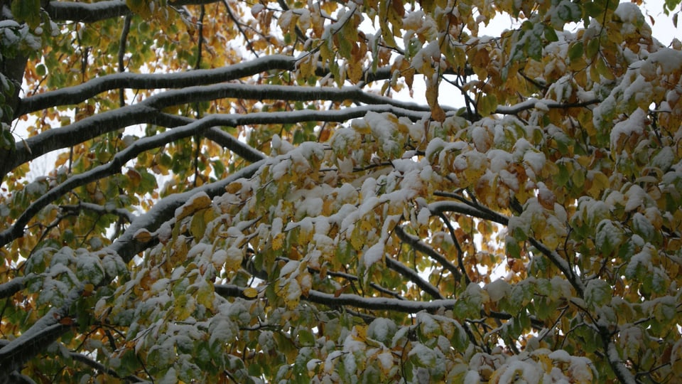 Etwas Schnee auf verfärbten Blättern.