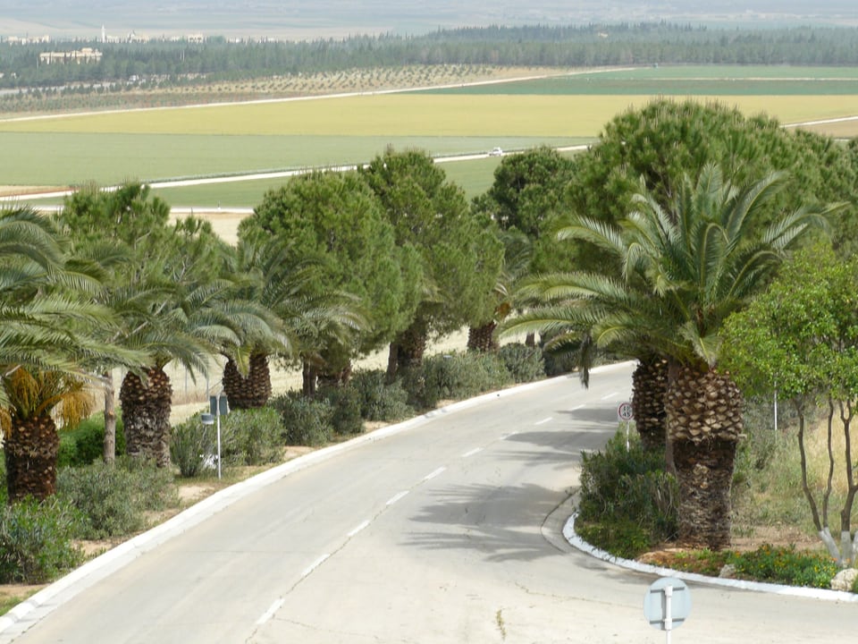 Eine Strasse mit Palmen, im Hintergrund Felder.