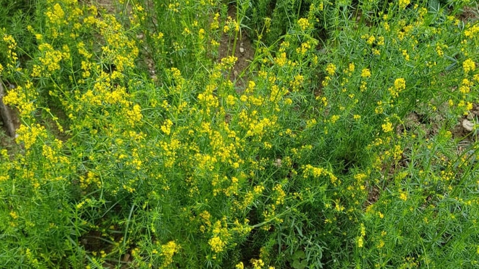 Das Echte Labkraut blüht gelb im Gegensatz zum Wiesenlabkraut, welches weisse Blüten trägt. Beide sind aber essbar.