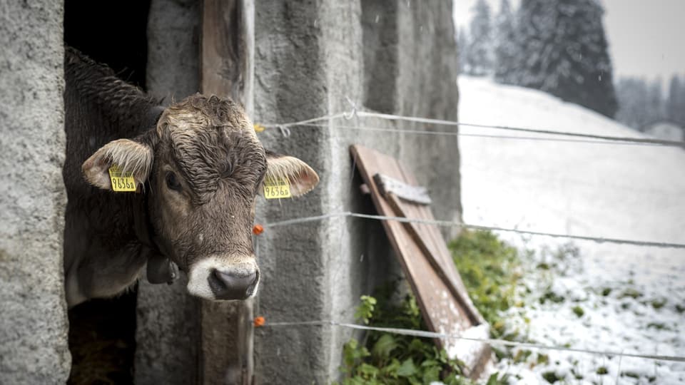 Ein junges Rind schaut vom warmen Stall in eine Winterlandschaft