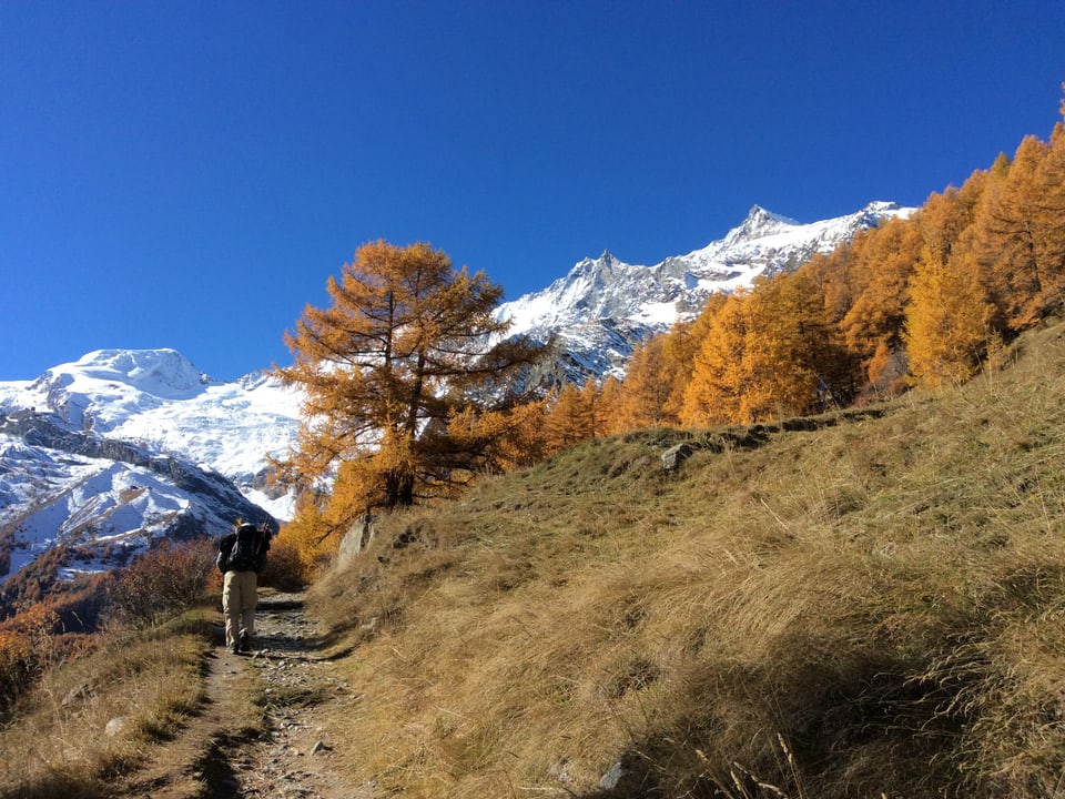 Ein Mann wandert einen Wanderweg hinauf dem goldenen Lärchenwald entgegen. Im Hintergrund eine weisse Gletscherwelt und darüber ein stahlblauer Himmel.