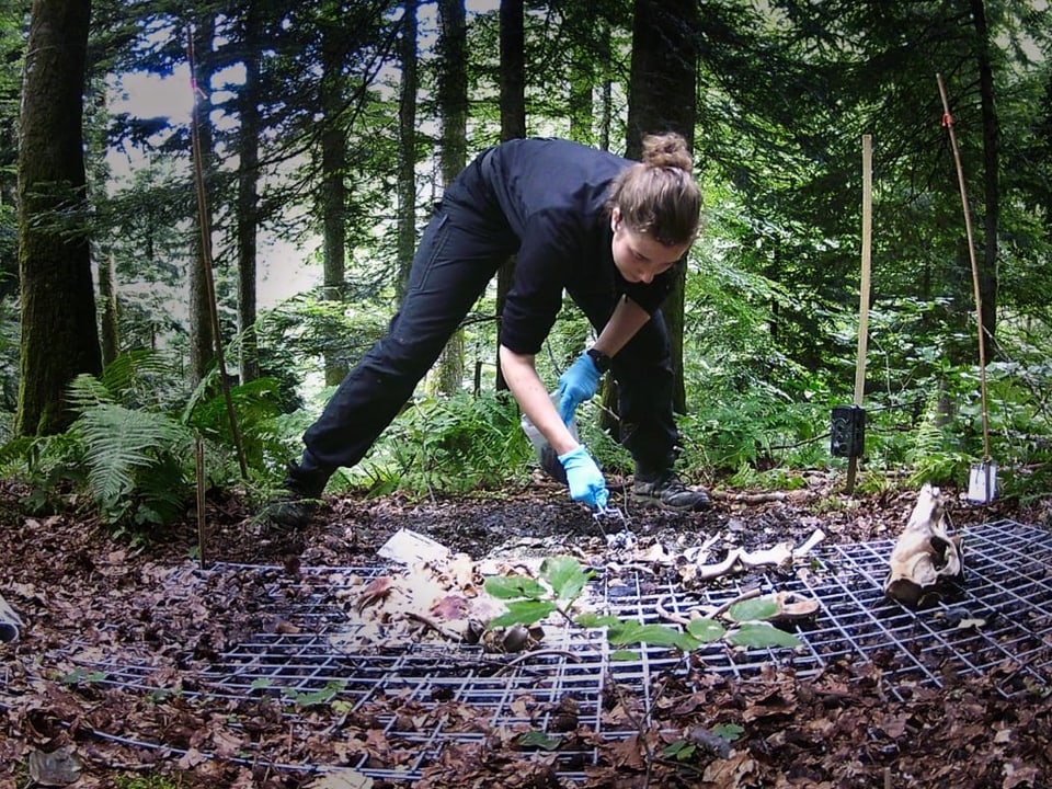 Frau im Wald untersucht Tierkadaver