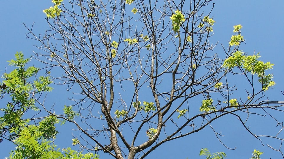 Baumkrone ohne Blätter