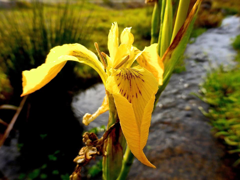 Gelb blühende Blume an einem Bach.