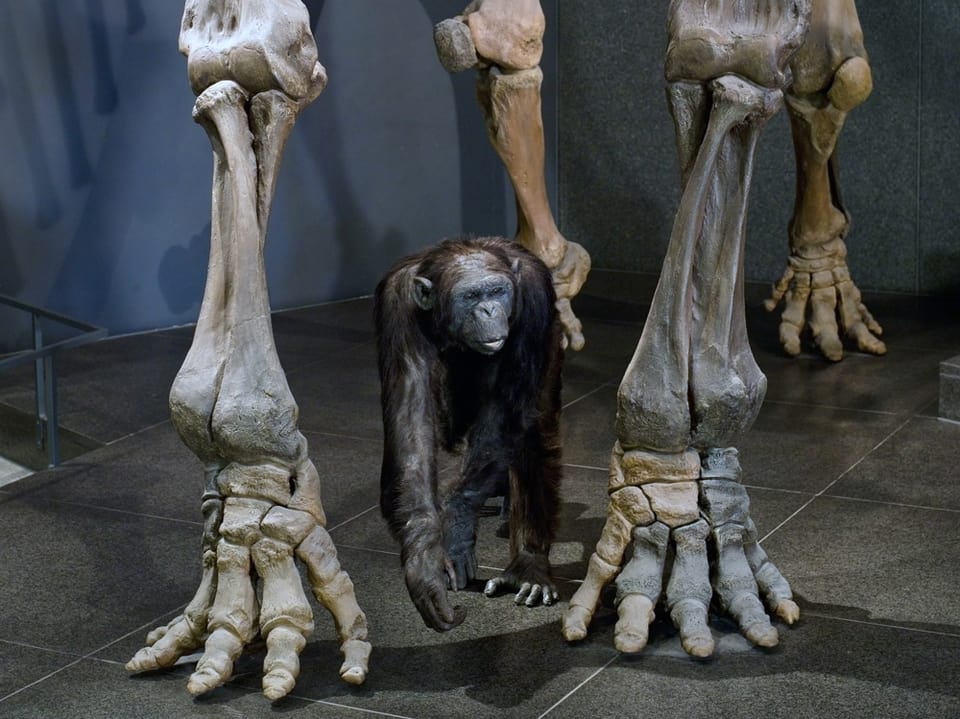 Ein ausgestopfter Schimpanse unter einem Mammut.