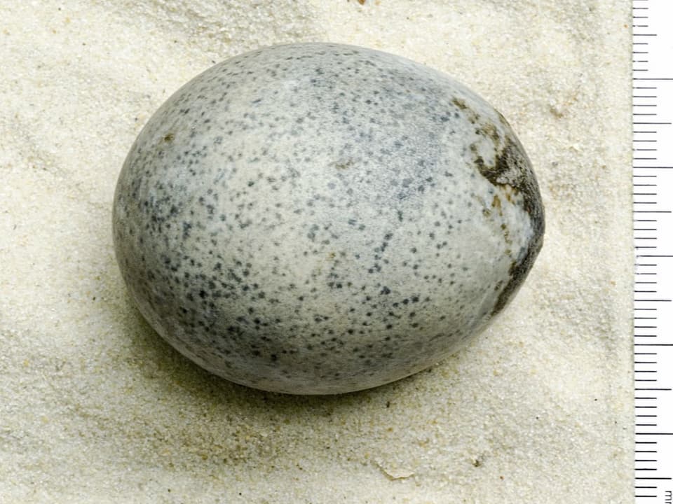 Das antike Ei auf sandfarbenen Untergrund.
