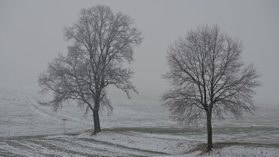 Viel Nebelgrau, im Vordergund zwei Bäume.