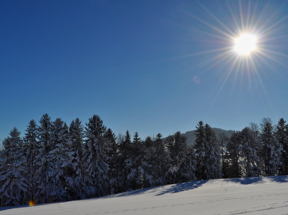 Ein Schneefeld und ein verschneiter Wald. Am Himmel strahlt die Sonne vom stahlblauen Himmel.