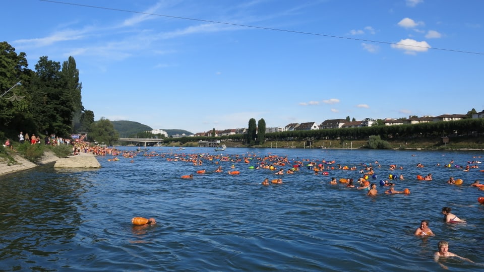 Rheinschwimmen