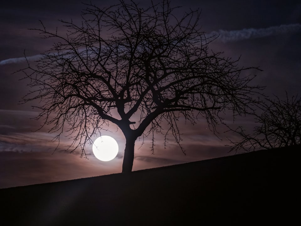 Baum in einer klaren Vollmondnacht
