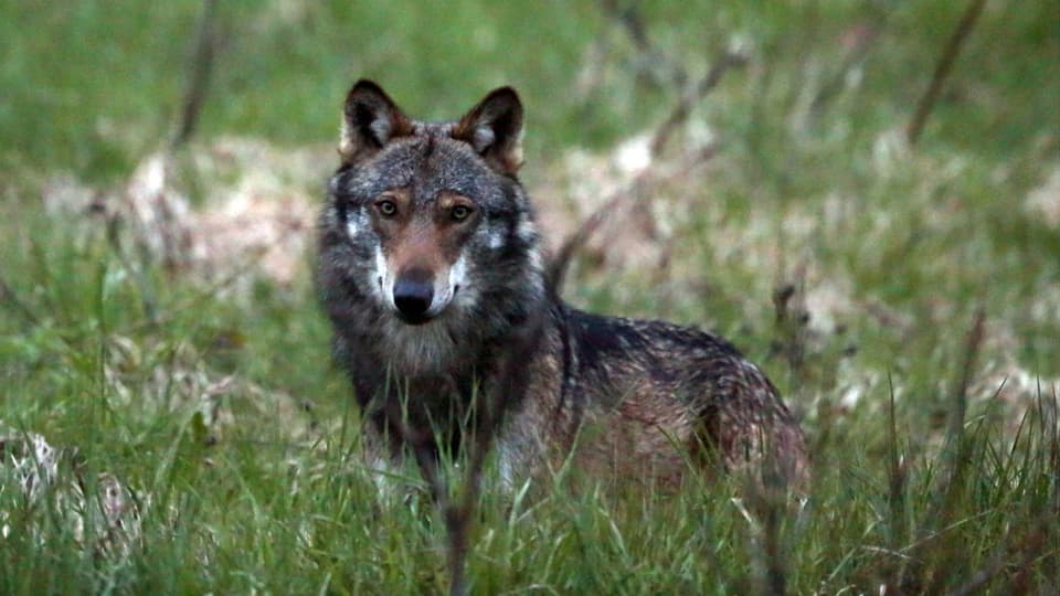 Ein Wolf fotogrfiert beim Dorfeingang von Bellwald im Goms.