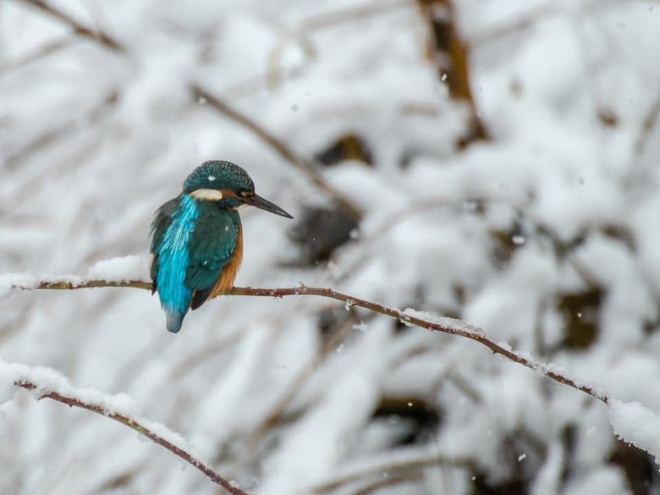 Eisvogel vor verschneitem Hintergrund in Oerlikon.