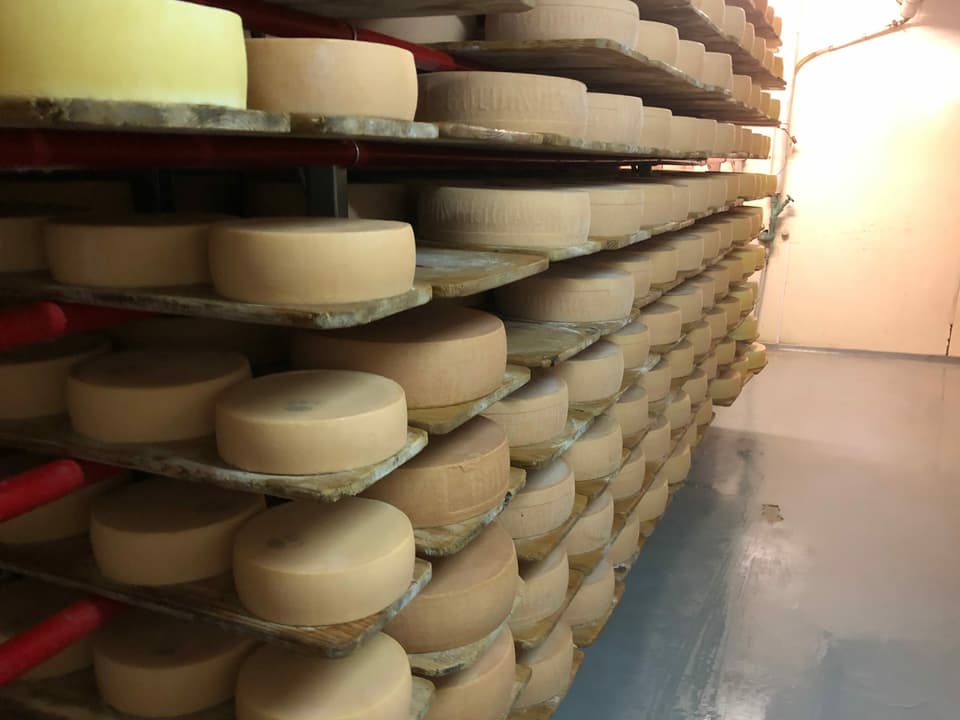 Viele Käse sind in einem Gestell im Lagerkeller.