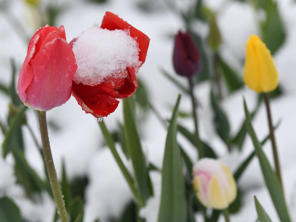 Tulpen im Schnee.