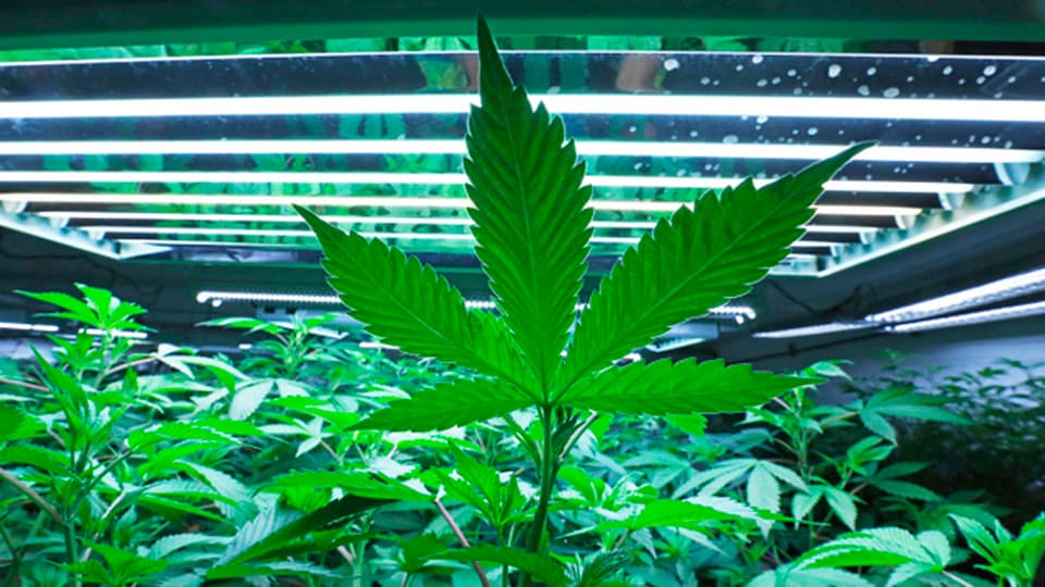 Legales Cannabis als Wirtschaftsmotor