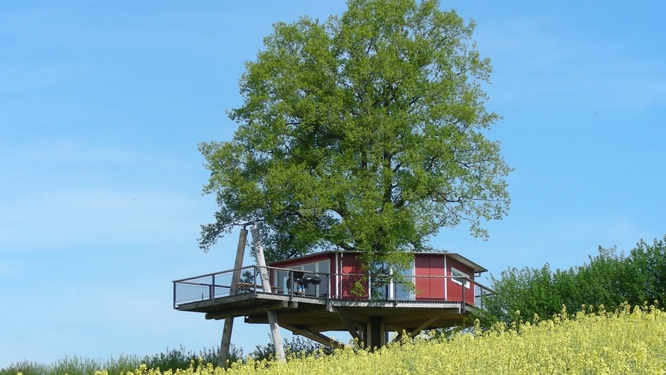 Rotes Baumhaus in Rapsfeld mit grosser Eiche mit blauem Sommerhimmel. 