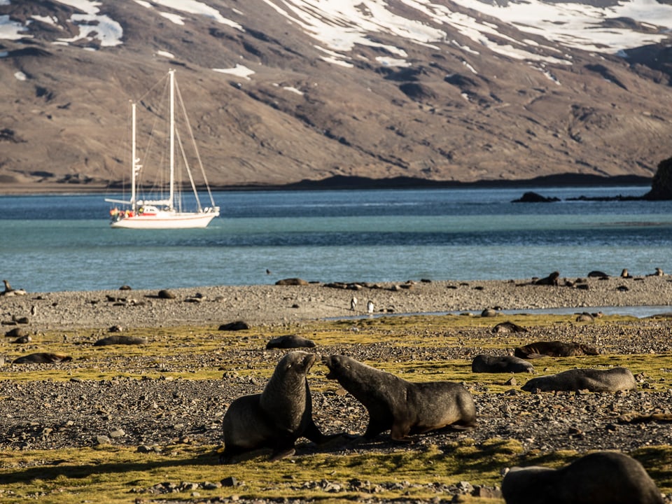 Zwei Robben streiten sich, im Hintergrund das Segelschiff