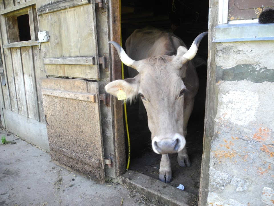 Gehörnte Kuh streckt Nase neugierig zur Stalltüre hinaus.