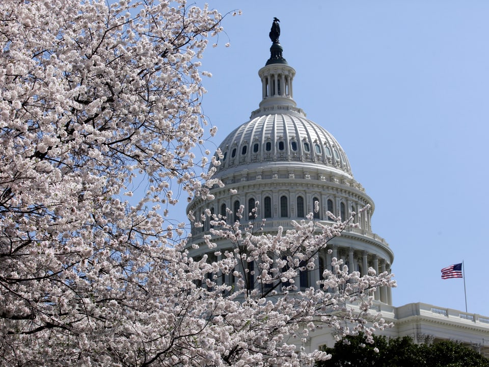 Hellrosa Kirschbäume vor dem U.S. Capitol Gebäude in Washington D.C.