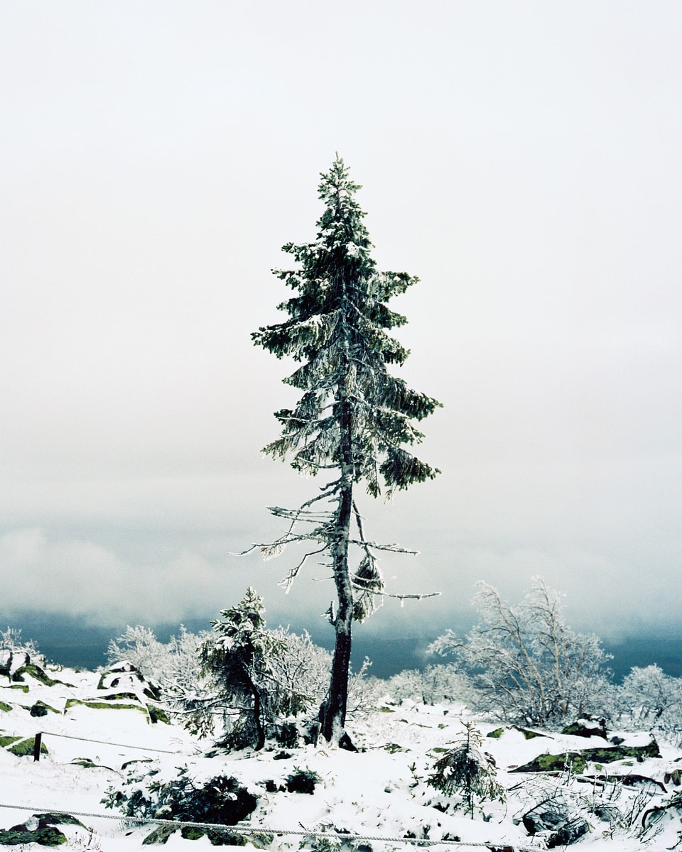 Hohe, dünne Tanne in verschneiter Landschaft