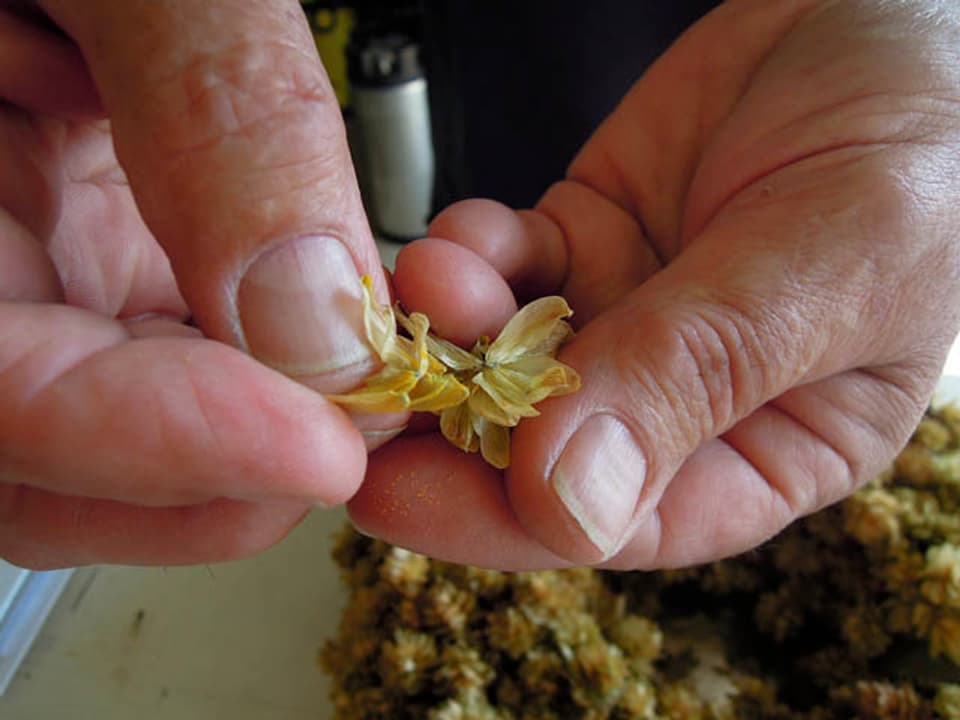 Ein Mann hält mit seinen Fingern eine gelbe Blüte.