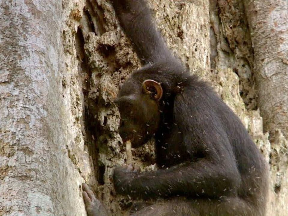 Ein Schimpanse leckt an einem Stock, mit dem er Bienenhonig unter einer Baumrinde geholt hat.
