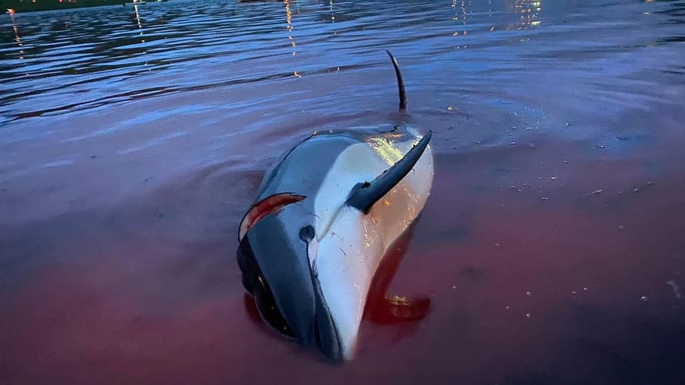 Tote Wale und Delfine: Traditionsjagd lief aus dem Ruder
