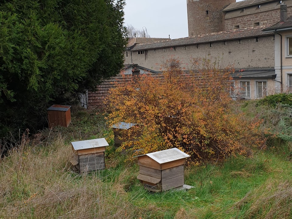Bienenstöcke auf einer naturnahen Wiese