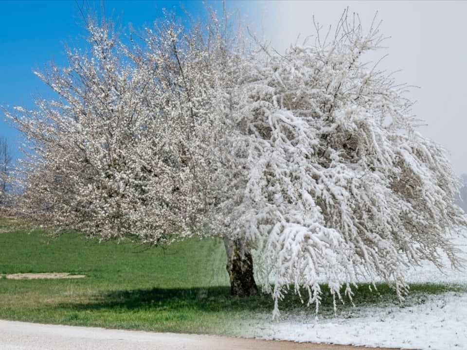Blühender Obstbaum mit und ohne Schnee.