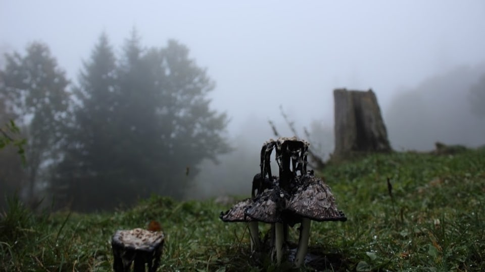 Unheimliche Nebelstimmung mit Pilz auf dem Chasseralgrat