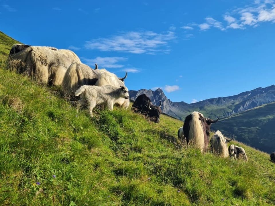 Die Yakherde der Familie Bandli im mittleren Teil der Alp Turraberg zuhinterst im Safiental.