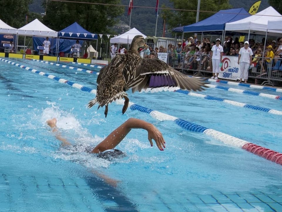 Eine Ente flüchtet aus einem Schwimmbecken.