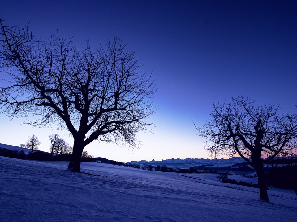 Bild in violett in der Dämmerung, schneebedeckte Landschaft mit zwei kargen Bäumen, Himmel ist klar, im Hintergrund Alpenpanorama, Luft sehr klar