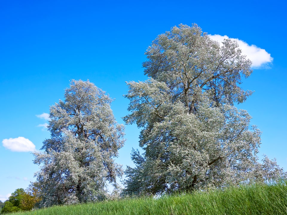 Blauer Himmel mit kleinen Wolken, grüne Wiesen und weiss blühende Kirschbäume im Vordergrund. Sie sehen fast schon verschneit aus. 