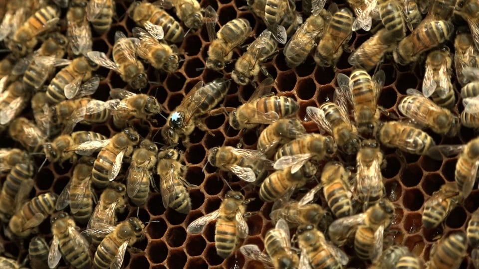 Eine dunkel gefärbte Bienenkönigin wird umringt von gelblich gefärbten Arbeiter-Bienen
