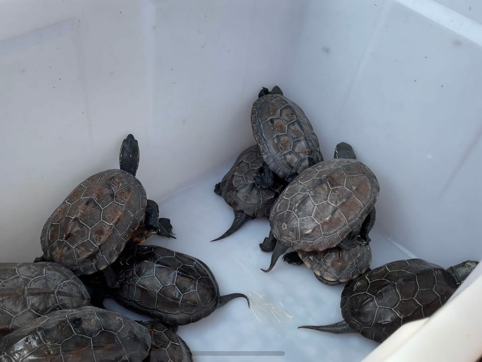 Schildkröten in einem weissen Behälter auf dem neuen Markt.