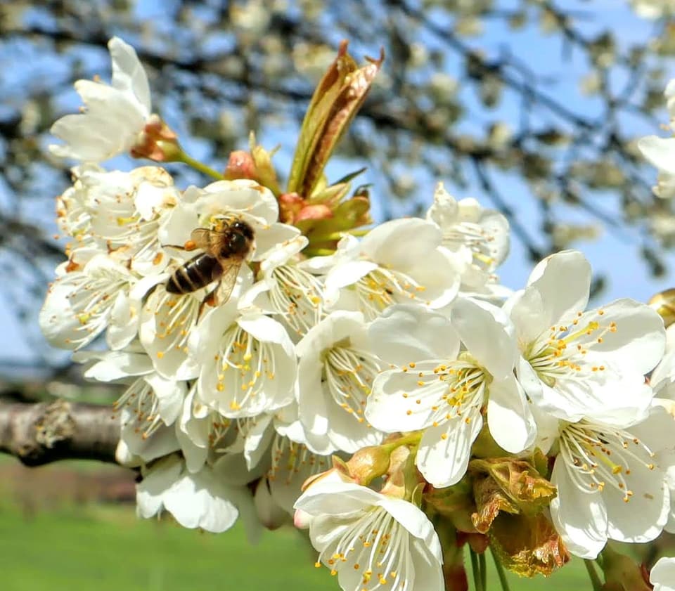 Reutigen/BE Biene auf einer Kirschblüte