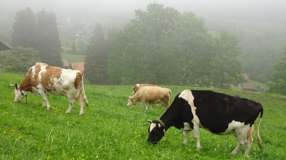Kühe stehen im Nebel ob Sigriswil.